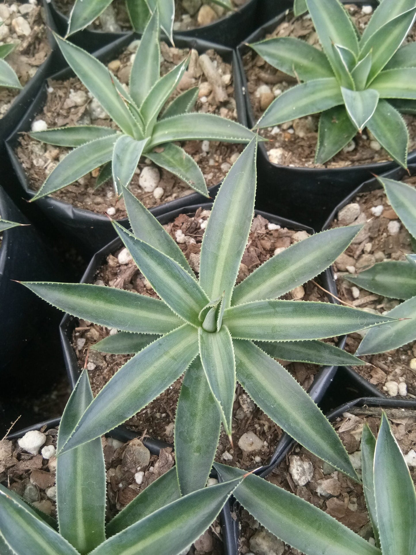 Filifera Schidigera Urique Agave: Shop now at Frek - My Store