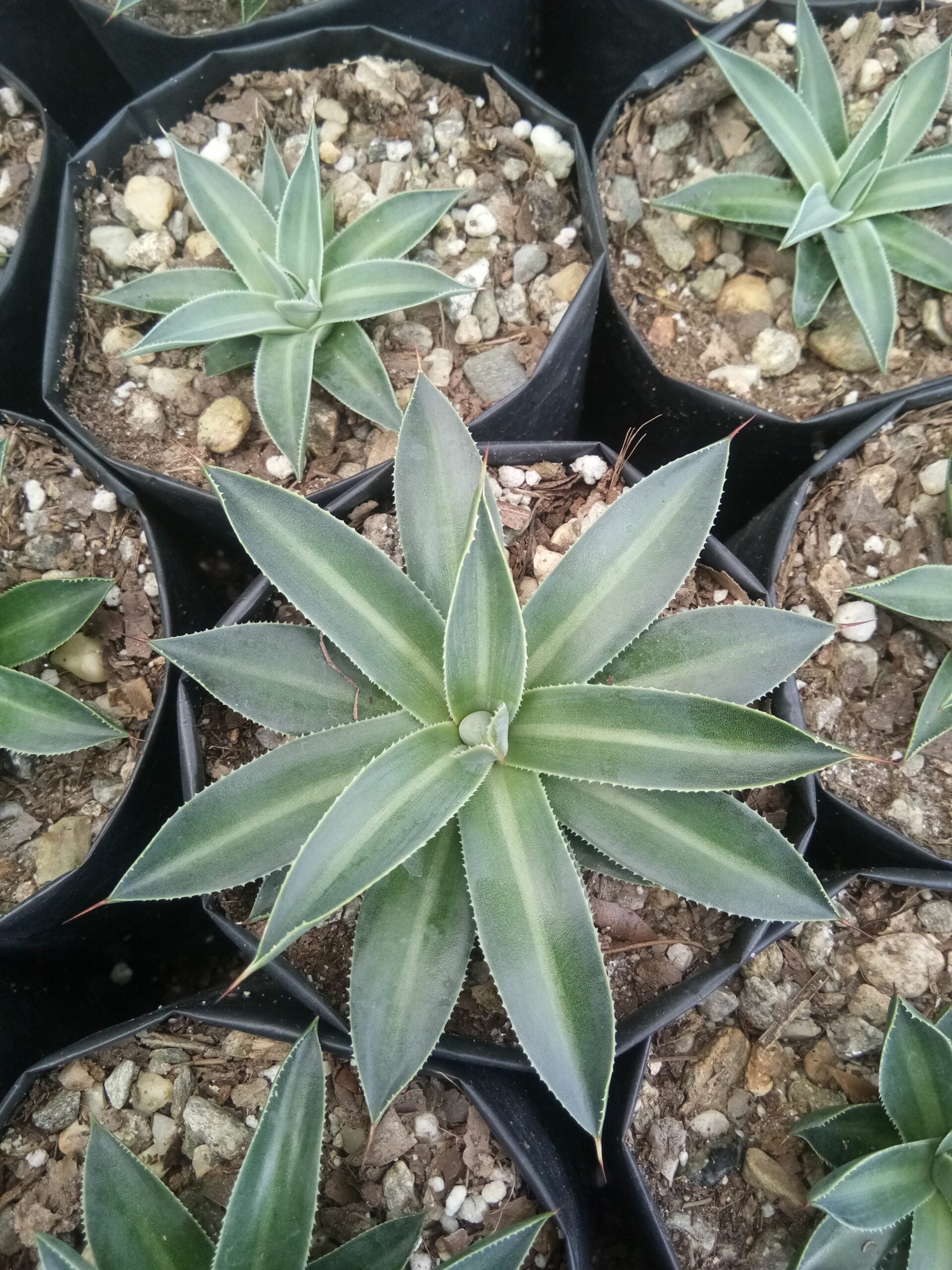 Filifera Schidigera Urique Agave: Shop now at Frek - My Store