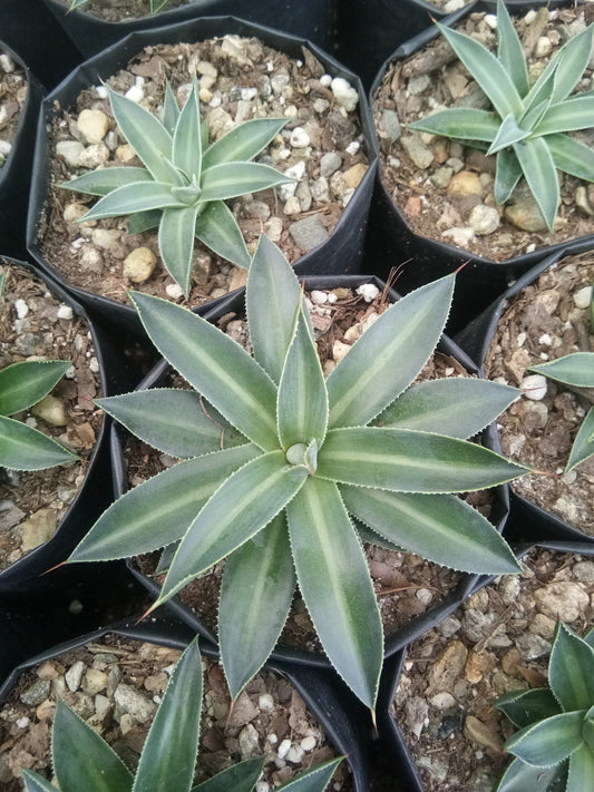 Filifera Schidigera Urique Agave: Shop now at Frek - My Store