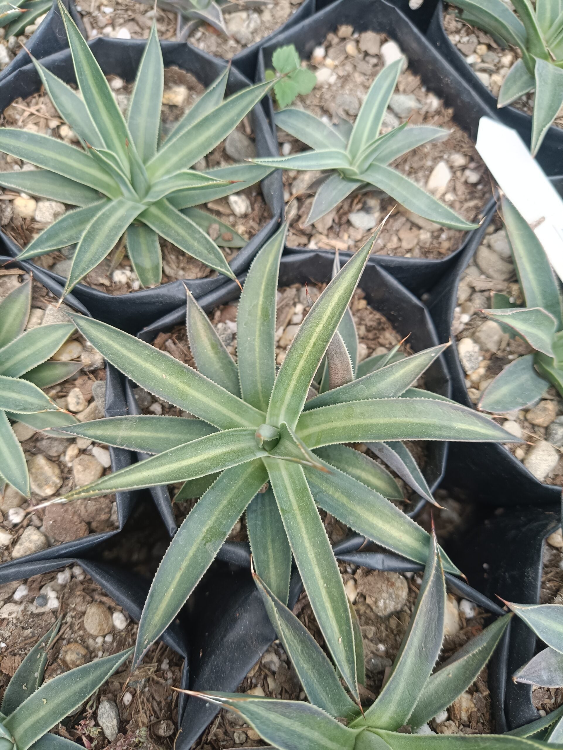 Filifera Schidigera Urique Agave: Shop now at Frek - My Store