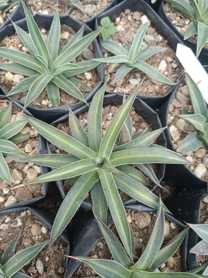 Filifera Schidigera Urique Agave: Shop now at Frek - My Store