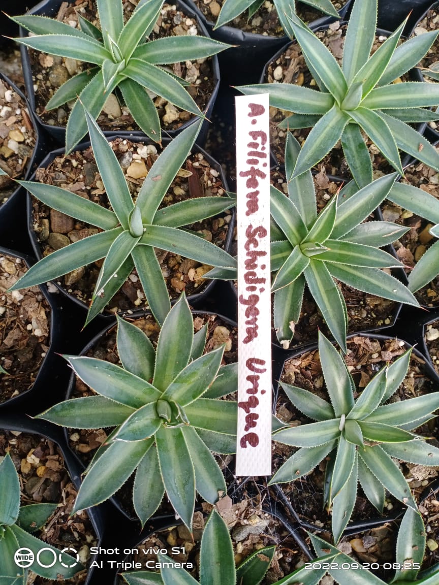 Filifera Schidigera Urique Agave: Shop now at Frek - My Store