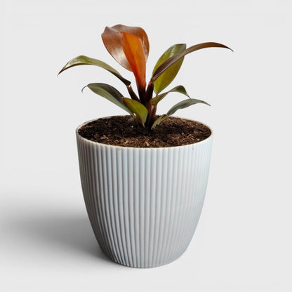 Philodendron McColley’s Finale – Colorful Foliage Indoor Plant