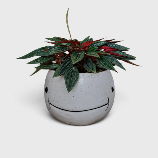 White Fish-Shaped Ceramic Planter (8 × 9 cm)