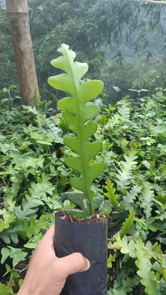 Fishbone Cactus (Disocactus anguliger) – Unique and Versatile Houseplant - My Store