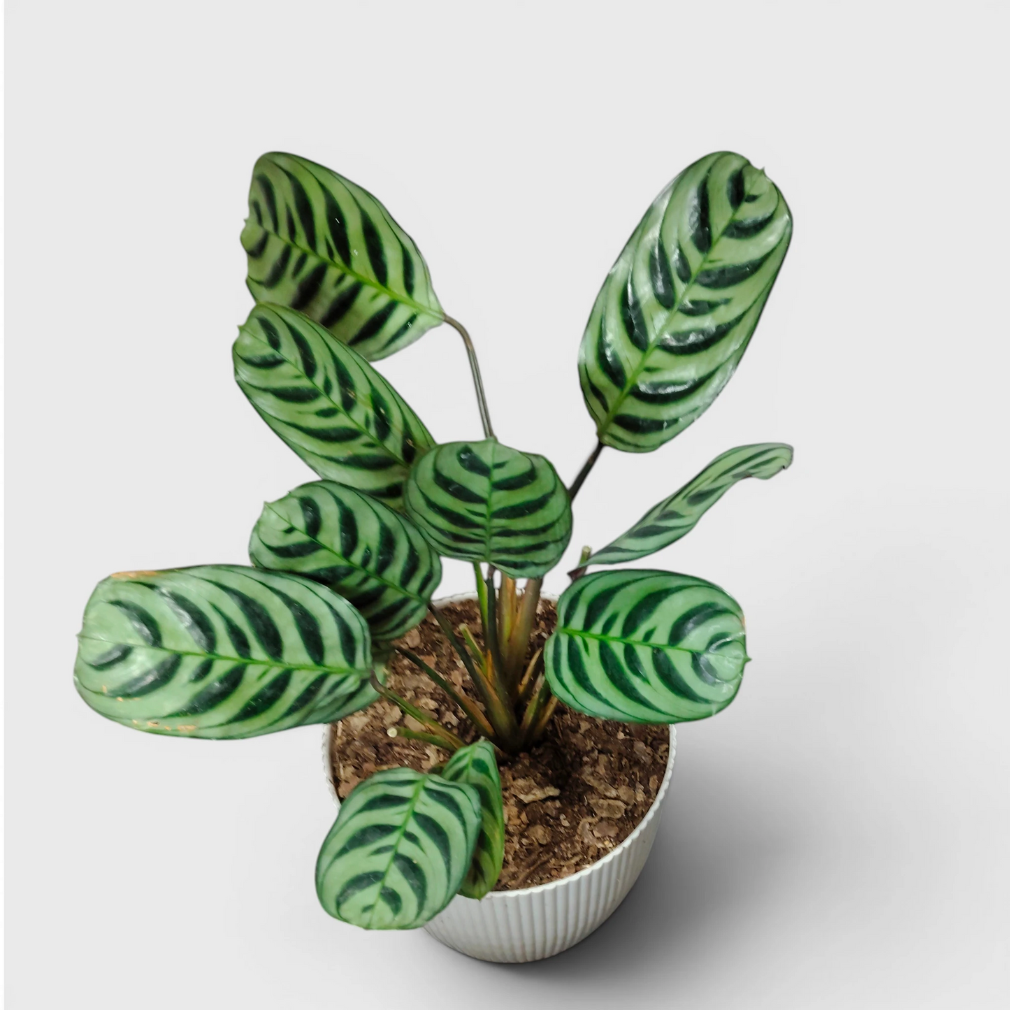 Ctenanthe Burle Marxii – Fishbone Prayer Plant for Home & Office