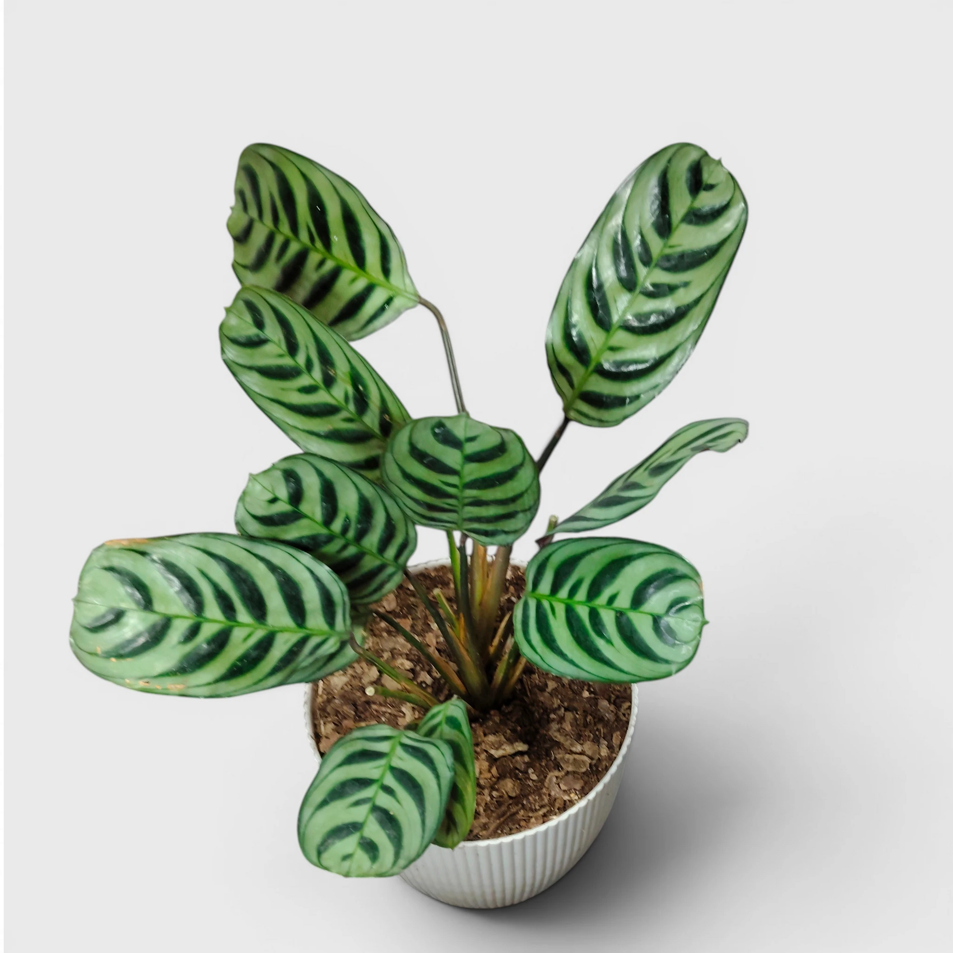 Ctenanthe Burle Marxii – Fishbone Prayer Plant for Home & Office