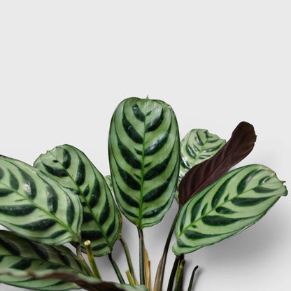 Ctenanthe Burle Marxii – Fishbone Prayer Plant for Home & Office
