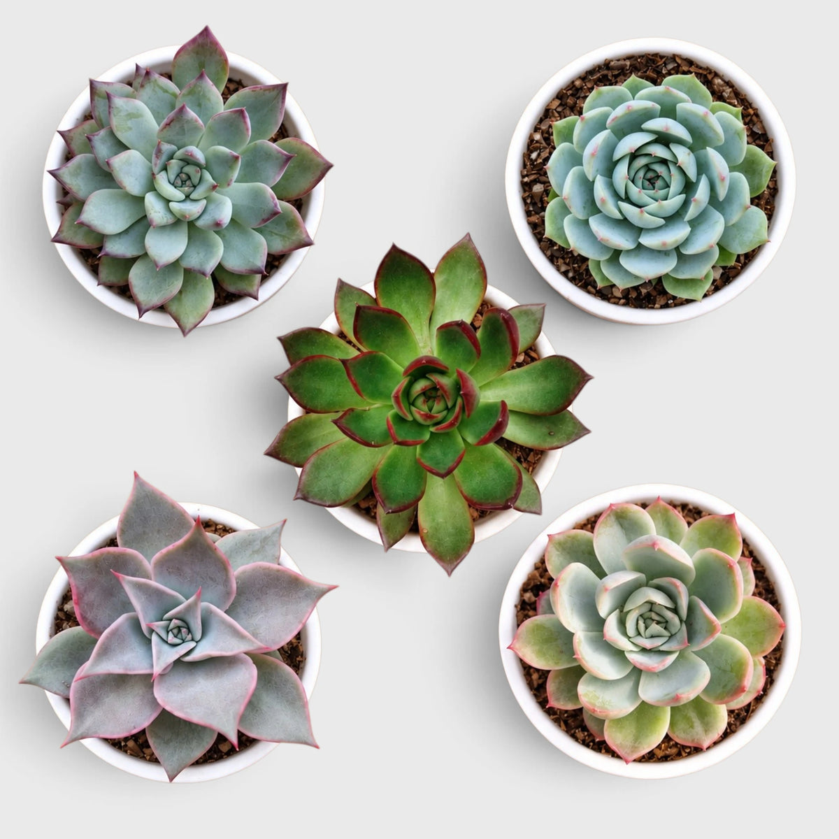 Echeveria Colorful Succulent Combo Set – 5 Different Echeveria Varieties