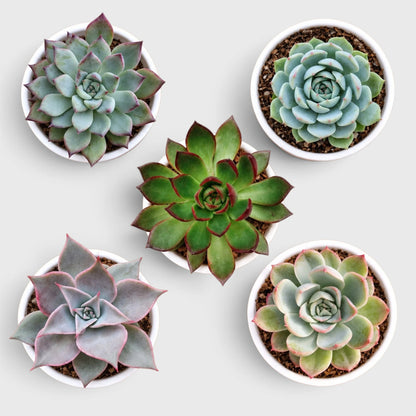 Echeveria Colorful Succulent Combo Set – 5 Different Echeveria Varieties