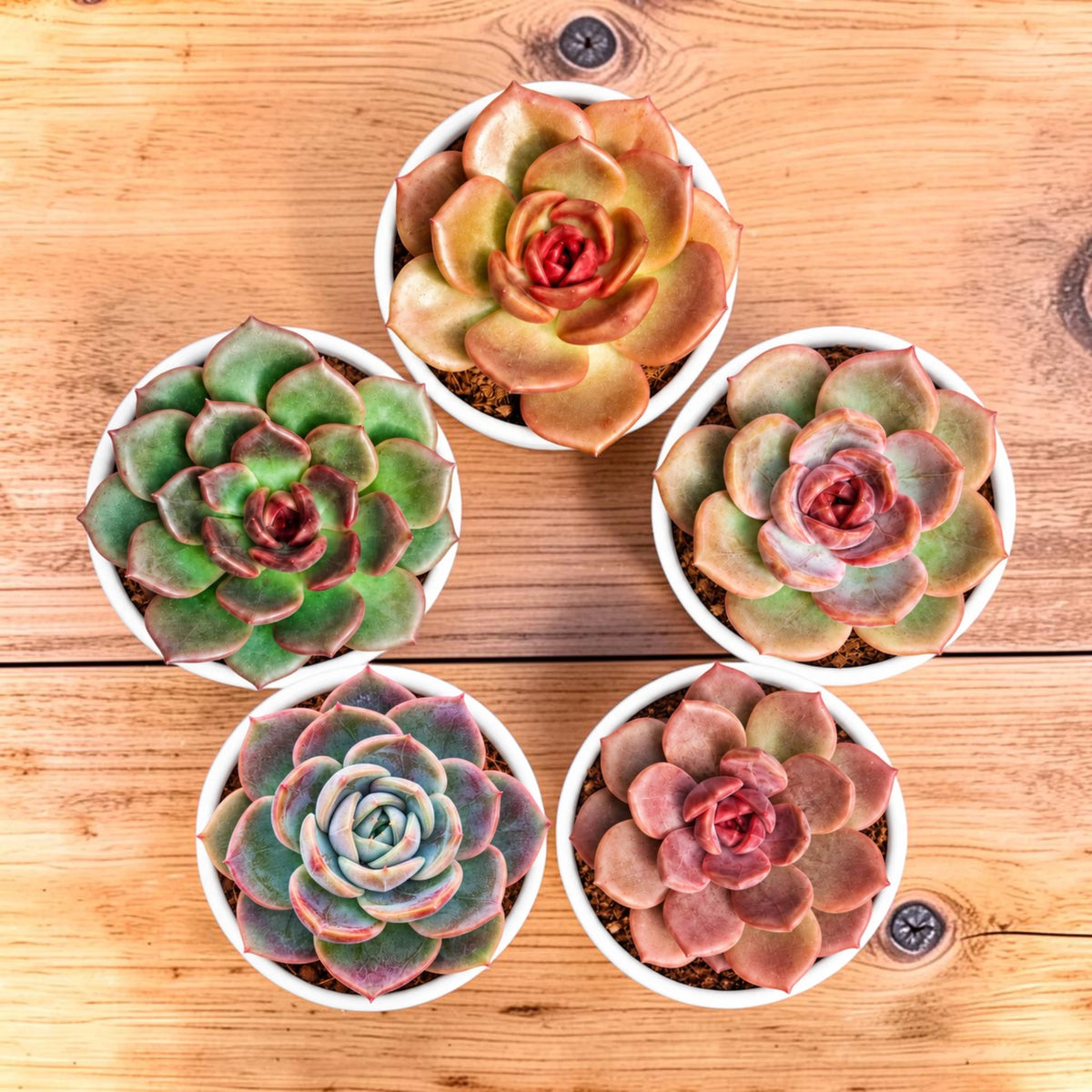 5 Echeveria Succulent Plants Collection – Colourful, Well-Rooted Rosettes