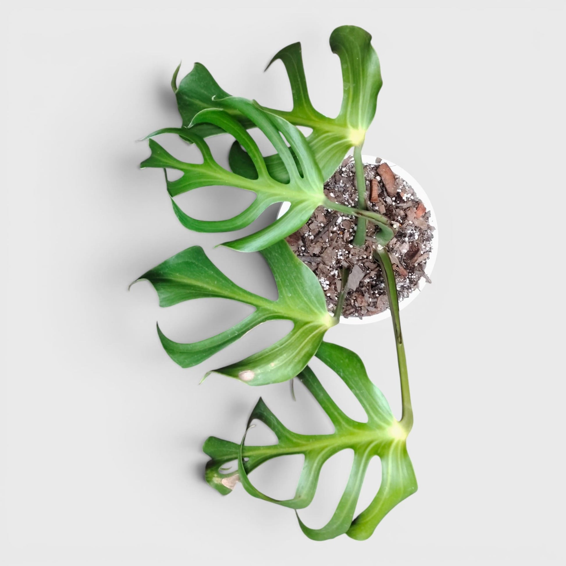 Monstera Burle Marx Flame – Rare Collector Foliage Plant