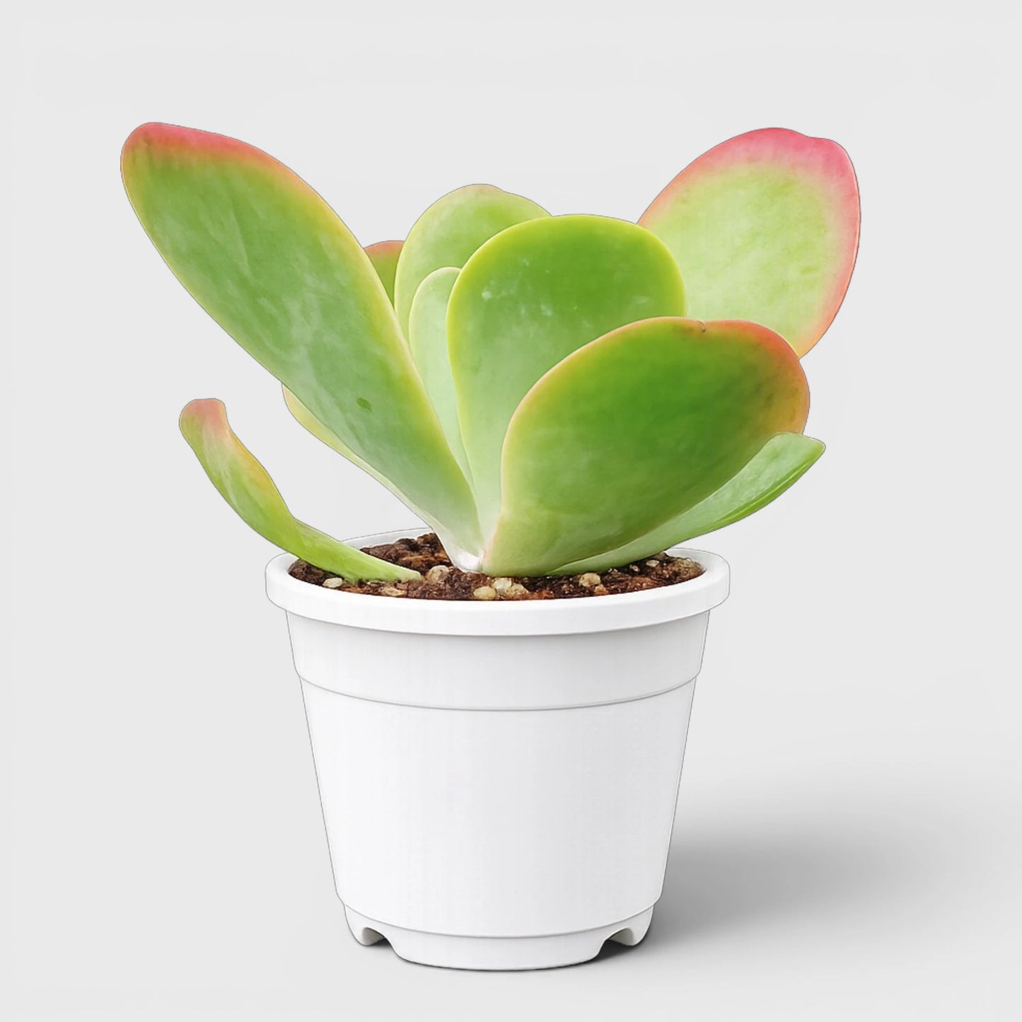 Rare Kalanchoe Flapjack (Paddle Plant) | Well Rooted Mature Succulent