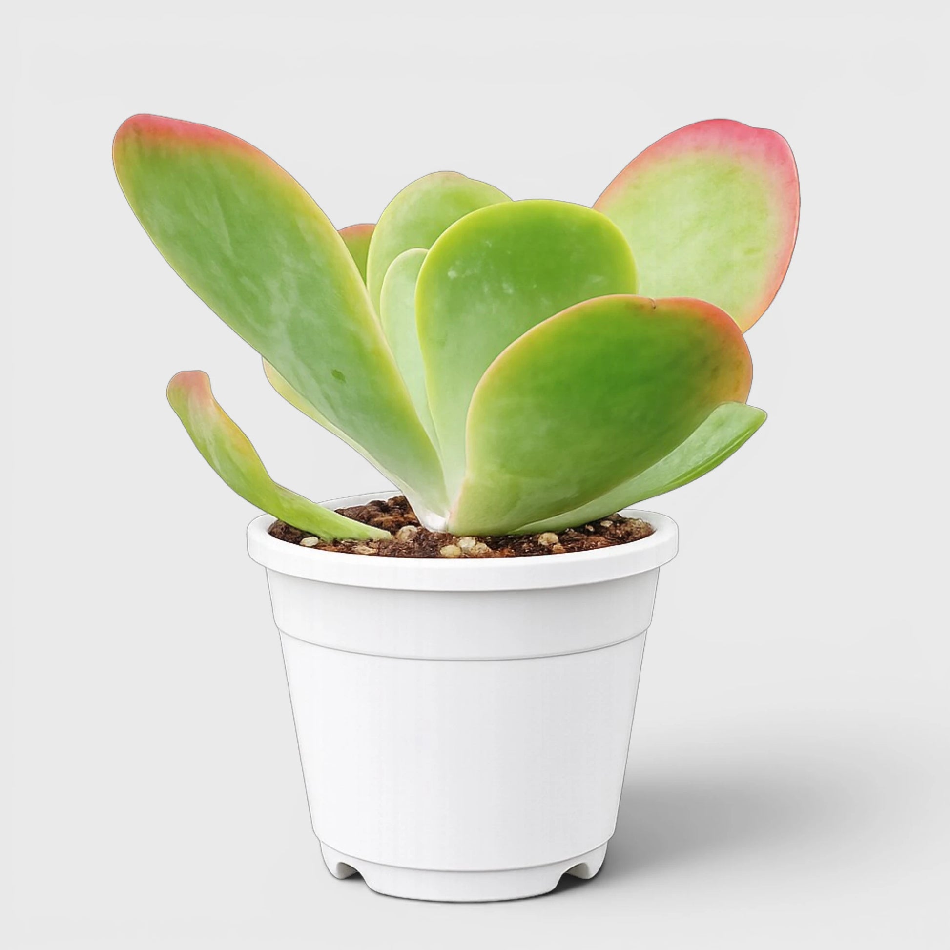 Rare Kalanchoe Flapjack (Paddle Plant) | Well Rooted Mature Succulent