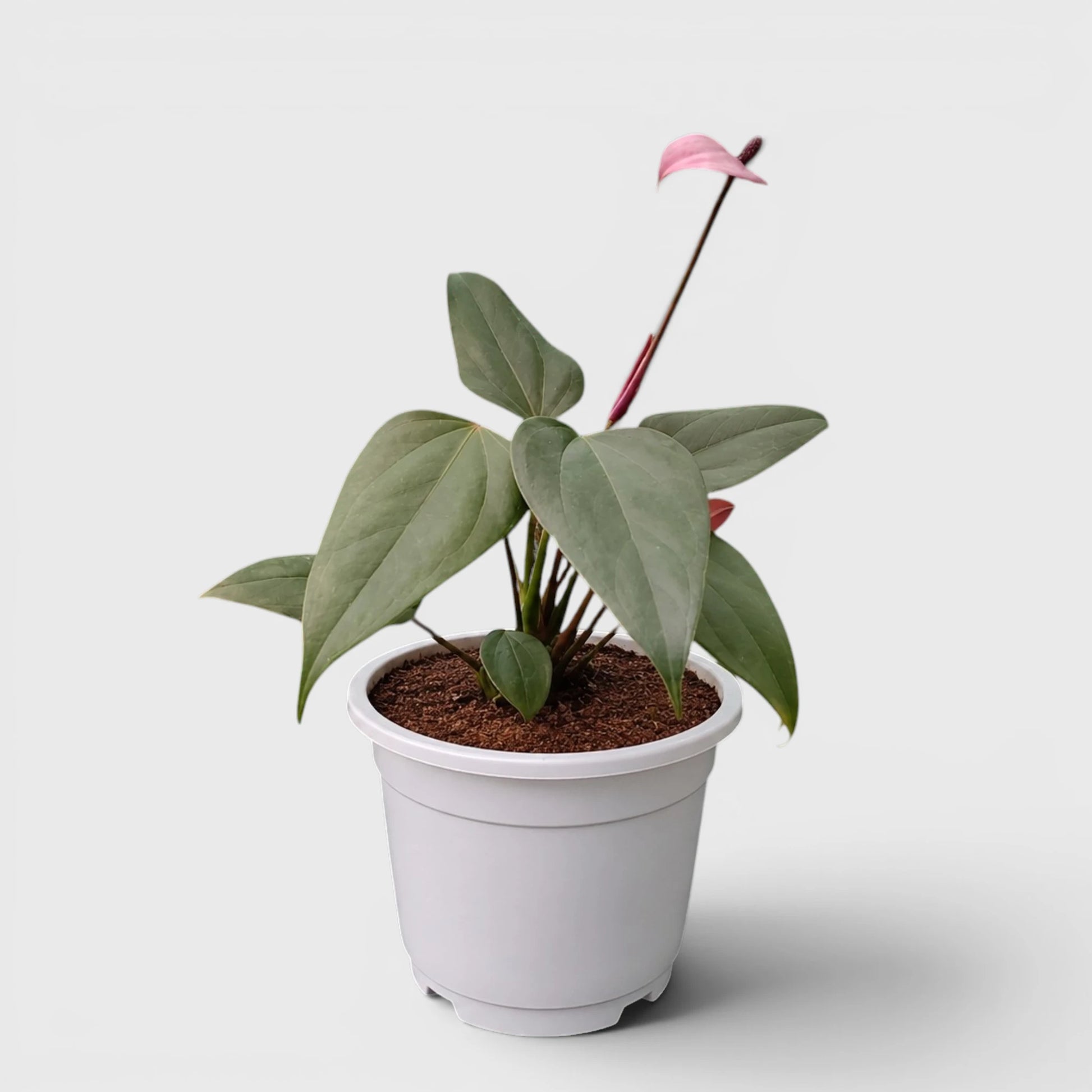 Dwarf Anthurium – Compact Flowering Anthurium | Premium Indoor Plant for Home & Office