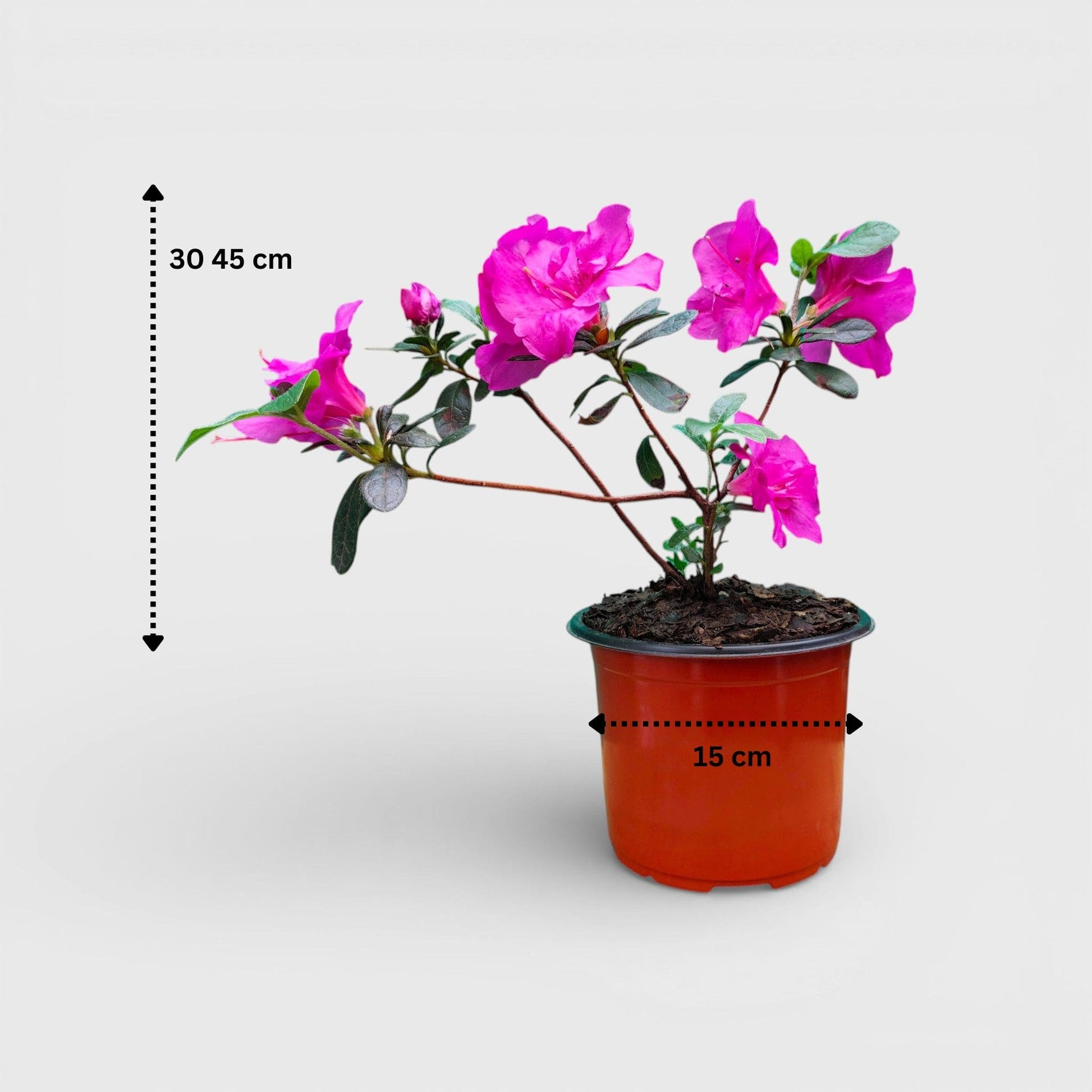 Azalea Shanghai Baby – Elegant Indoor and Outdoor Flowering Plant – Bare Rooted