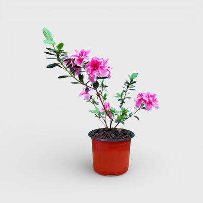 Azalea California Doll – Flowering Indoor Ornamental Plant | Bare Rooted