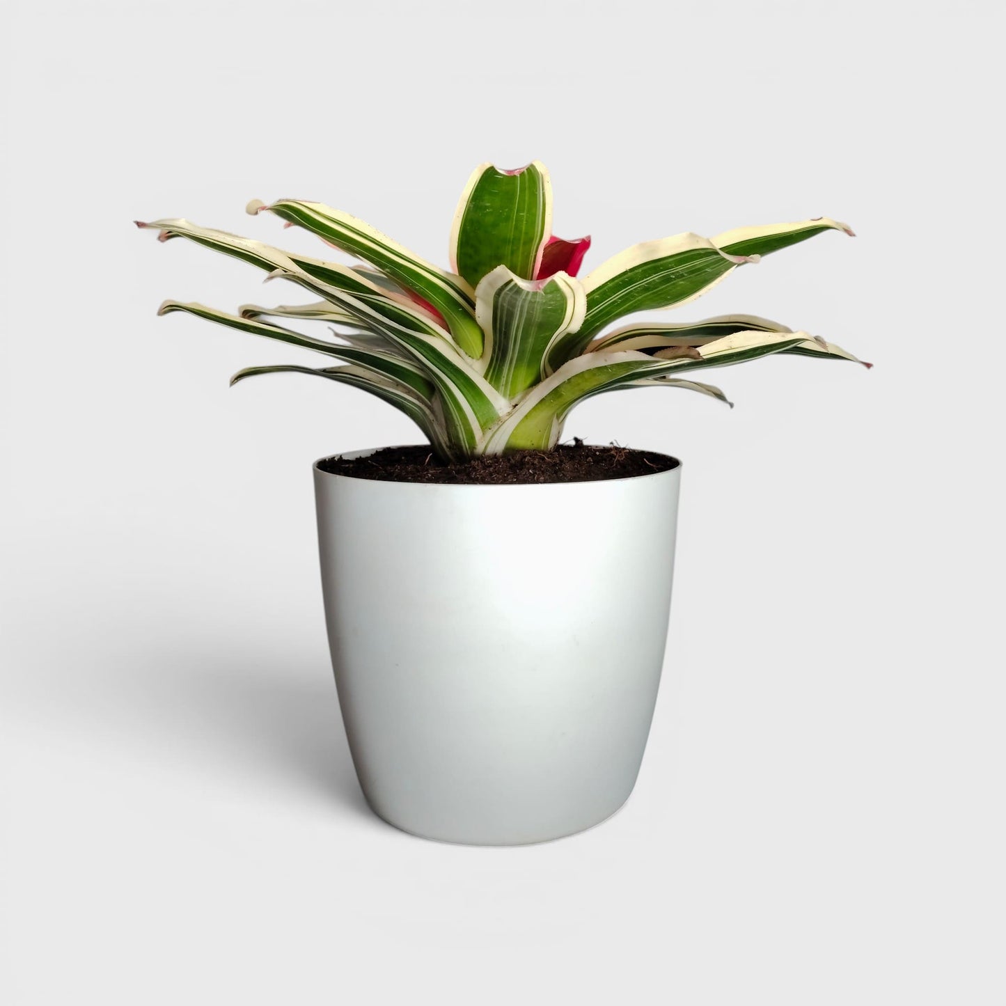Bromeliads – Vibrant and Easy-Care Houseplants for Homes, Offices, and Gardens – Bare-Rooted