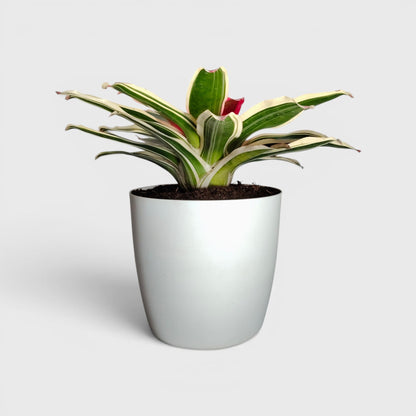 Bromeliads – Vibrant and Easy-Care Houseplants for Homes, Offices, and Gardens – Bare-Rooted