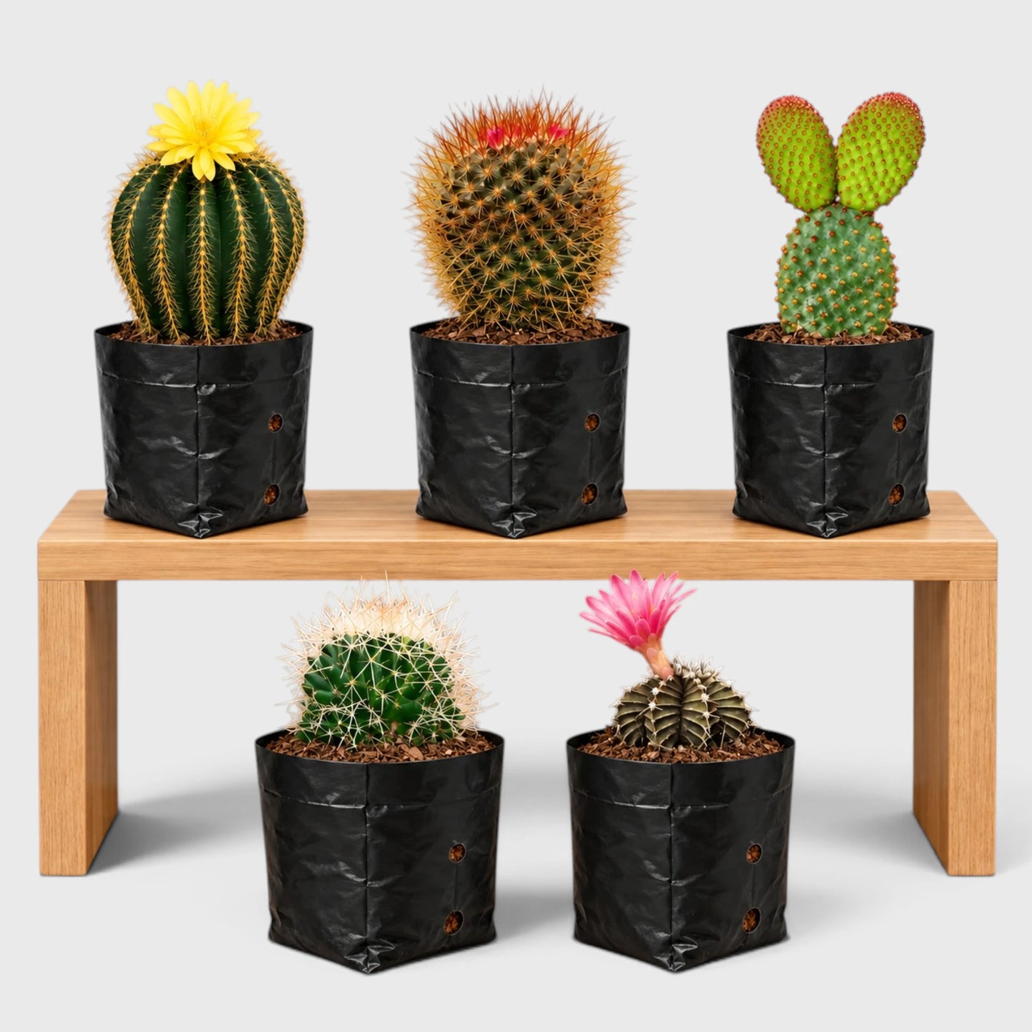 flowering cactus collection for home
