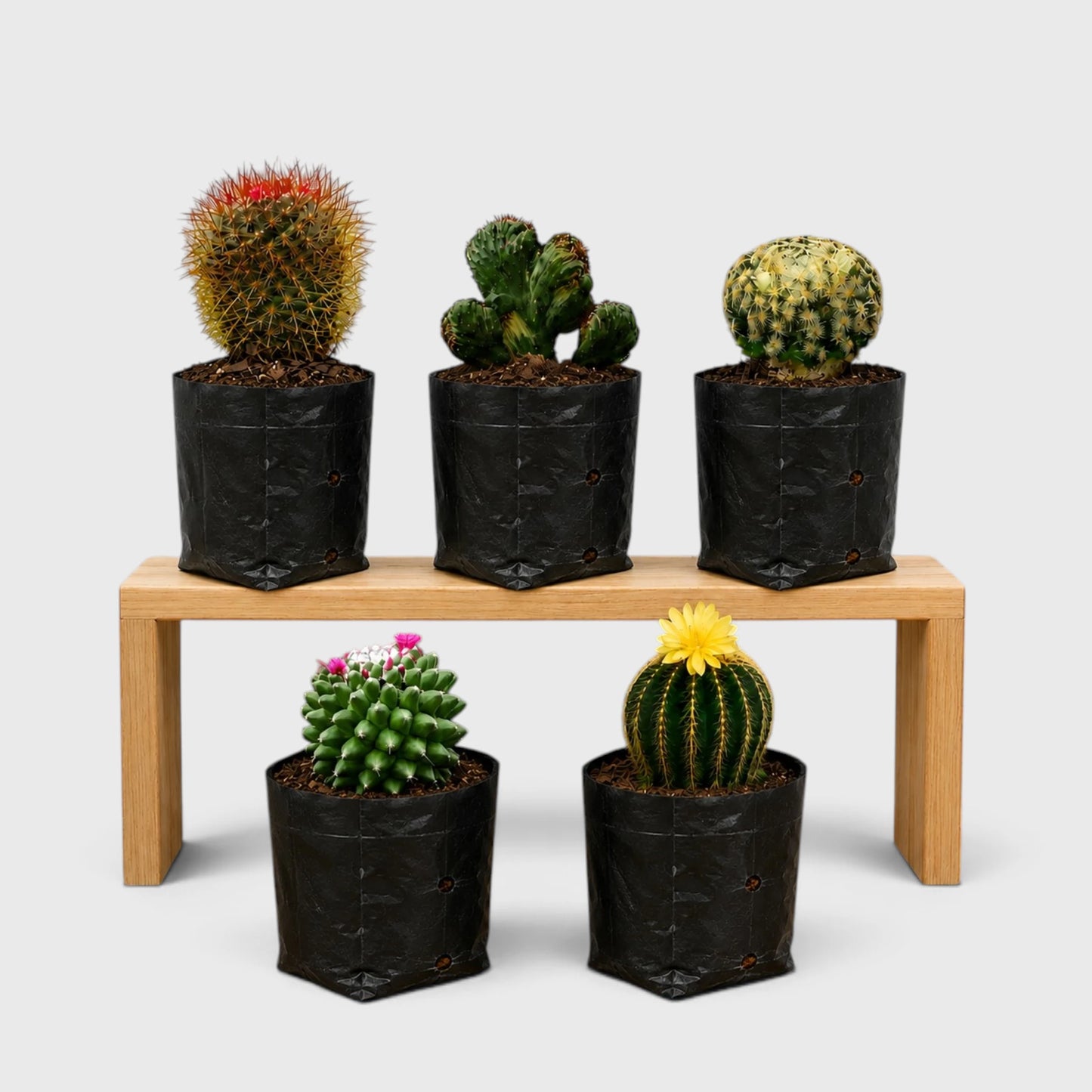 5 Different Flowering Cactus Combo | Mature Well-Rooted Cactus Collection