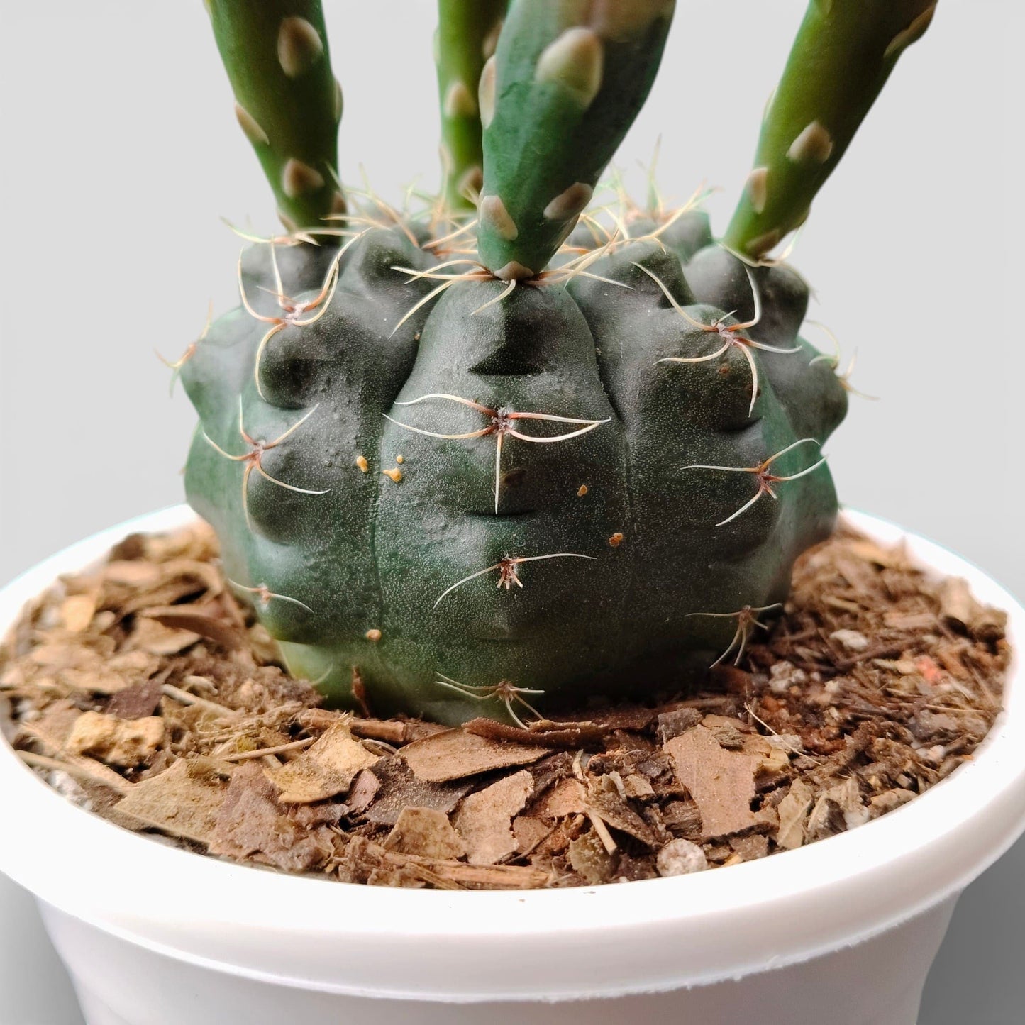 Gymnocalycium Baldianum – Flowering Ball Cactus | Easy Care Cactus | Bare Rooted