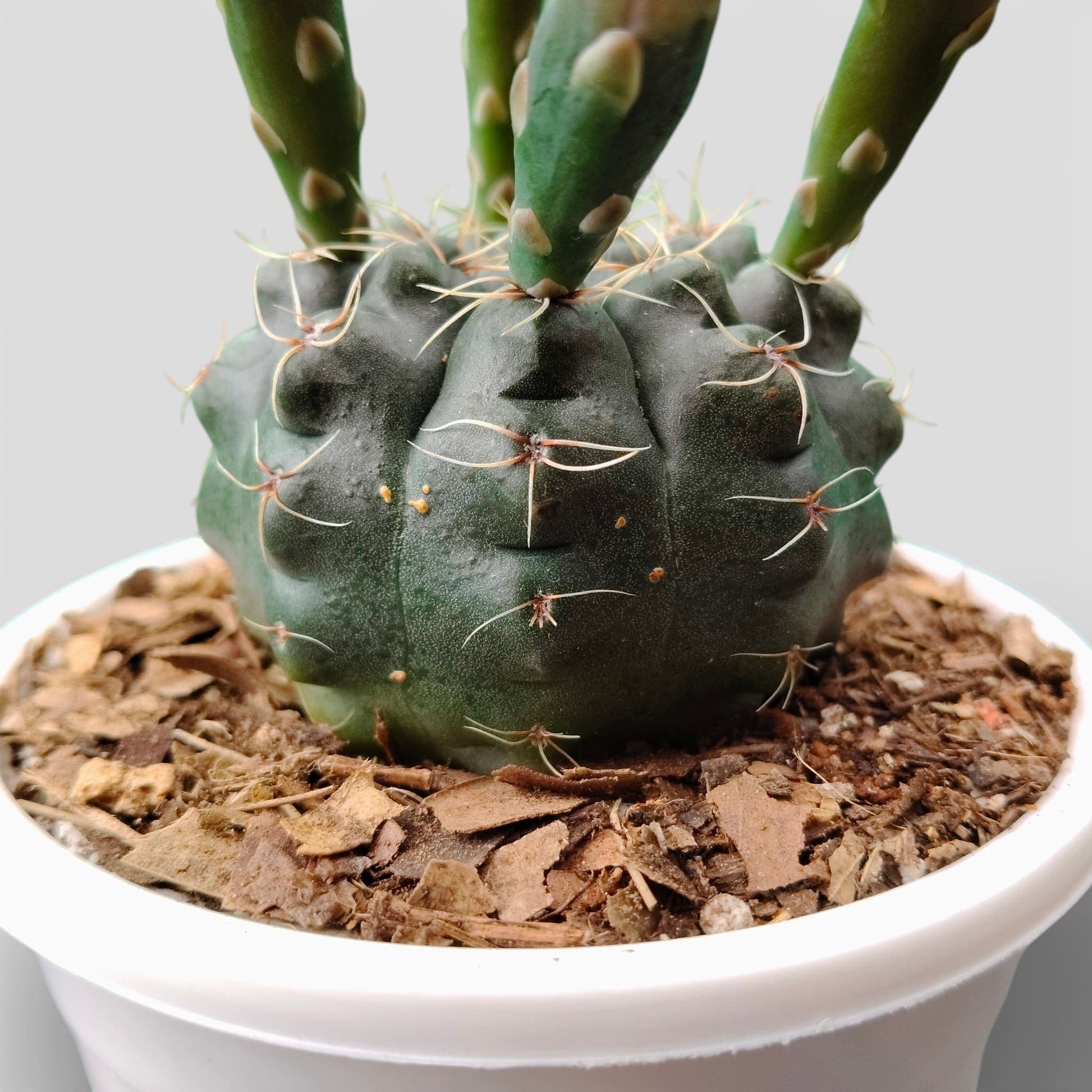 Gymnocalycium Baldianum – Flowering Ball Cactus | Easy Care Cactus | Bare Rooted
