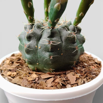 Gymnocalycium Baldianum – Flowering Ball Cactus | Easy Care Cactus | Bare Rooted