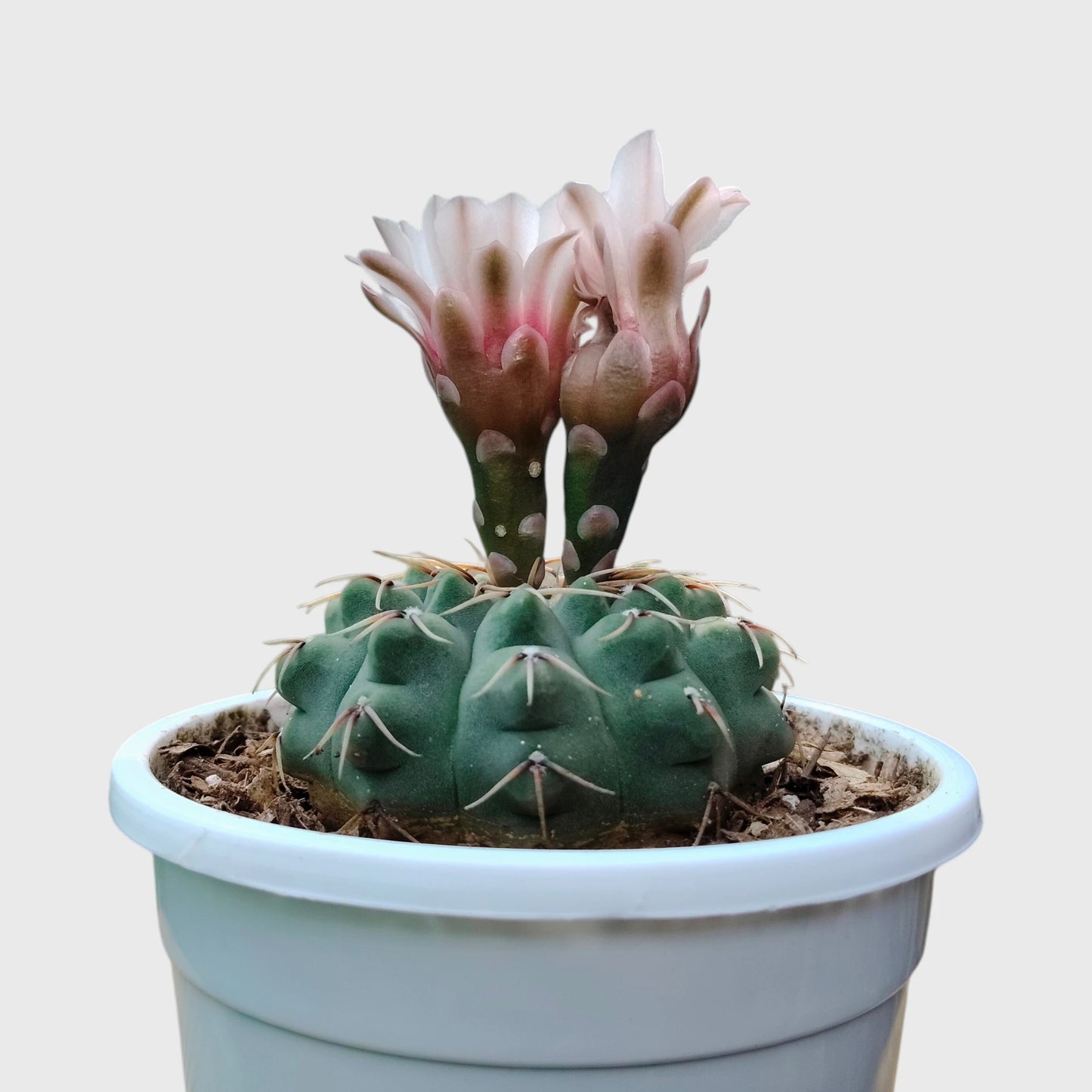 Rare Gymnocalycium Quehlianum Hybrid | Well Rooted Mature Flowering Cactus