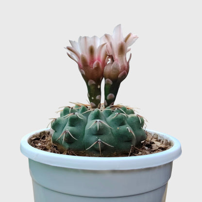 Rare Gymnocalycium Quehlianum Hybrid | Well Rooted Mature Flowering Cactus