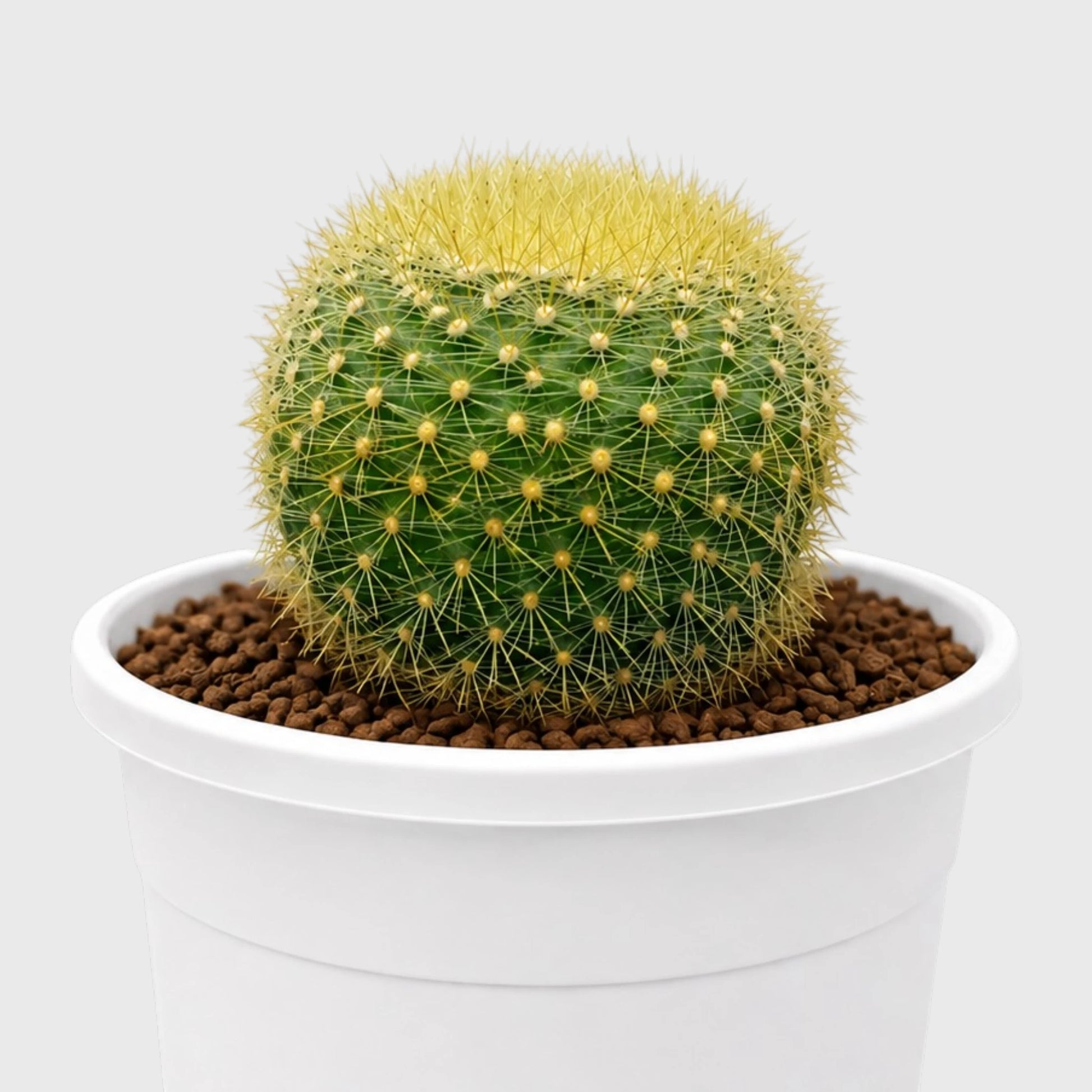 Golden Donut Cactus Hybrid (Parodia graessneri) | Rare Flowering Live Cactus