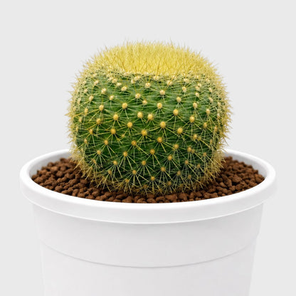 Golden Donut Cactus Hybrid (Parodia graessneri) | Rare Flowering Live Cactus