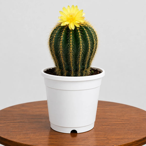 Golden Ball Cactus