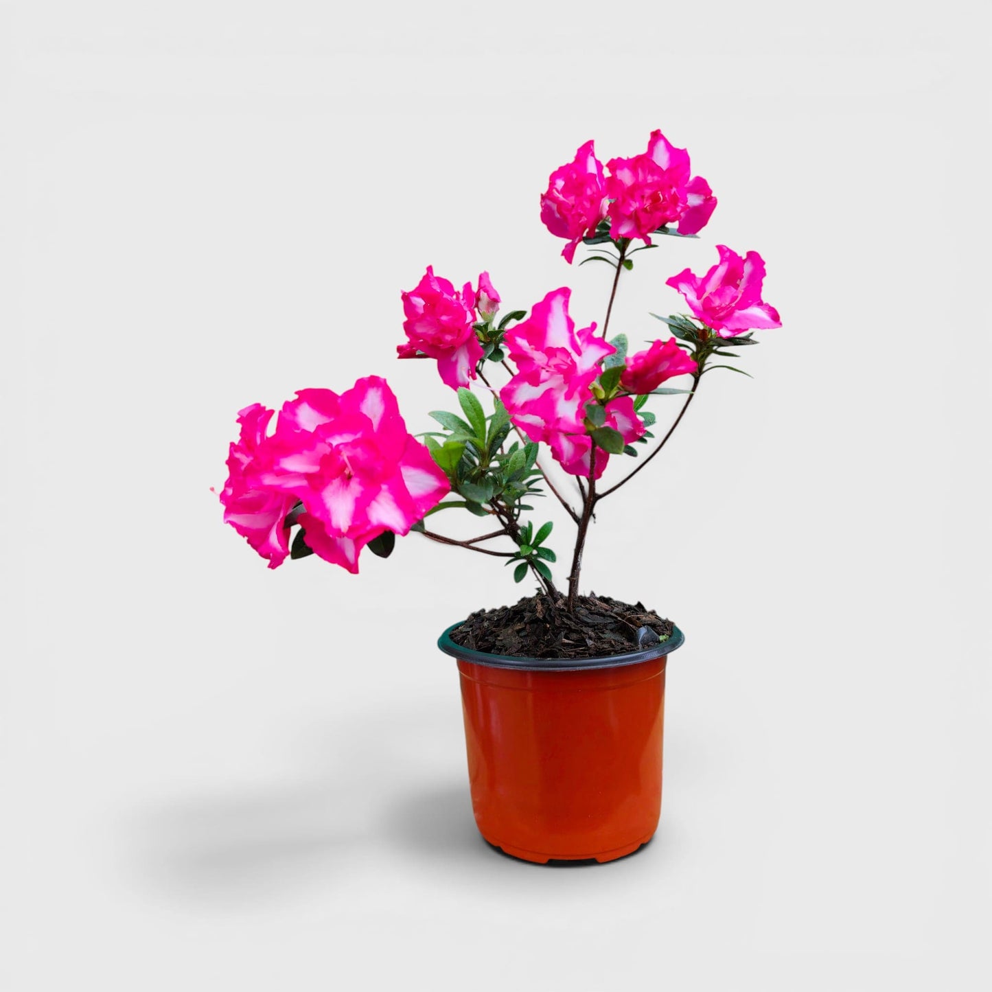 Azalea Leopold Astrid – Premium Flowering Ornamental Plant | Bare Rooted