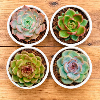 4 Colourful Echeveria Hybrid Succulent Collection – Set of 4