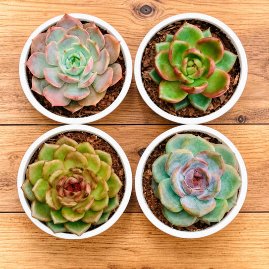 4 Colourful Echeveria Hybrid Succulent Collection – Set of 4