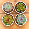 4 Colourful Echeveria Hybrid Succulent Collection – Set of 4