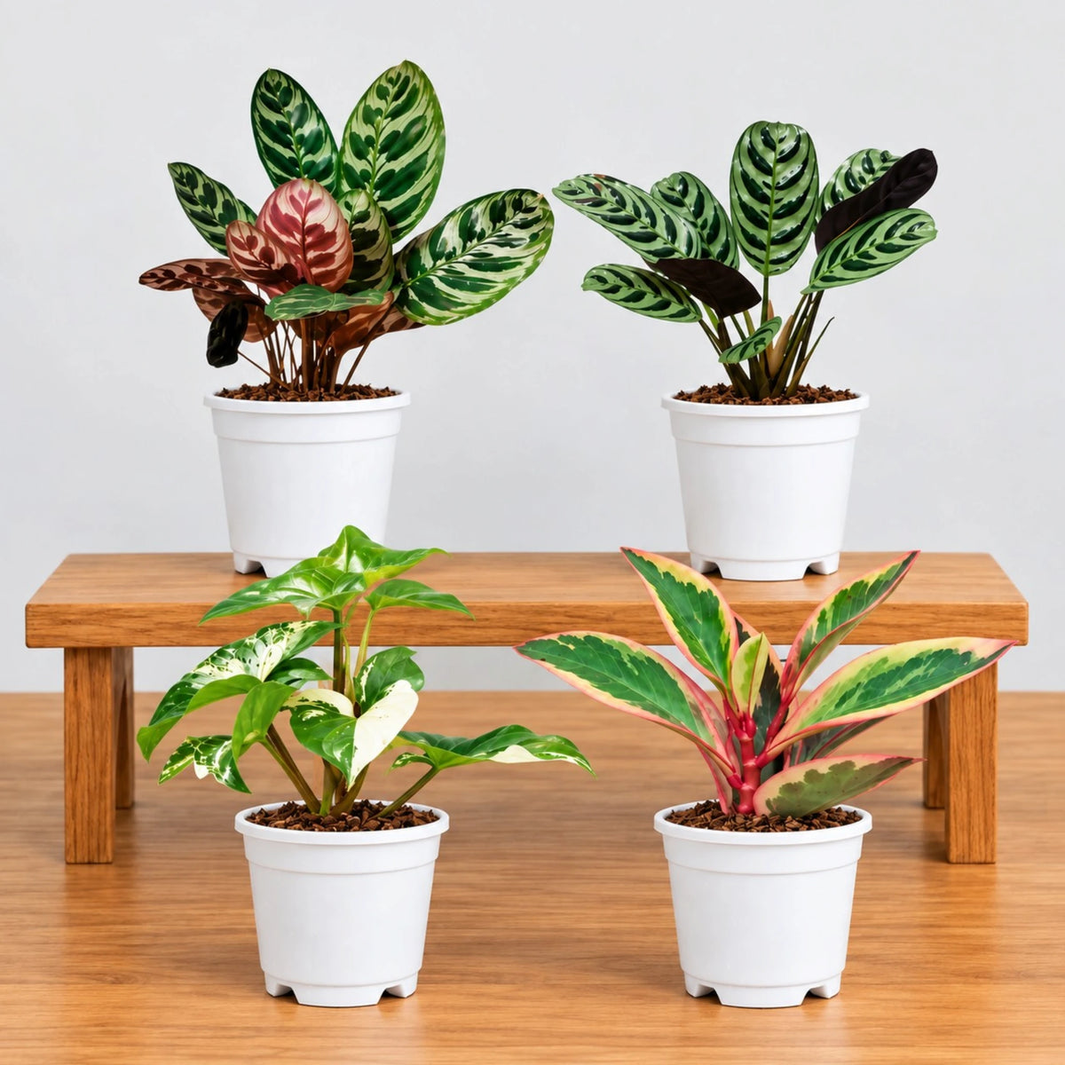 4 Plant Indoor Foliage Bundle – Calathea, Ctenanthe, Syngonium & Peperomia