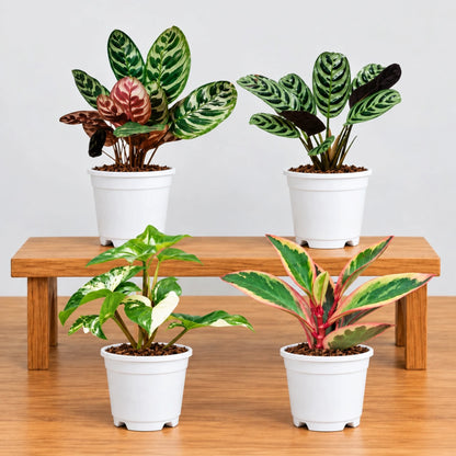 4 Plant Indoor Foliage Bundle – Calathea, Ctenanthe, Syngonium & Peperomia