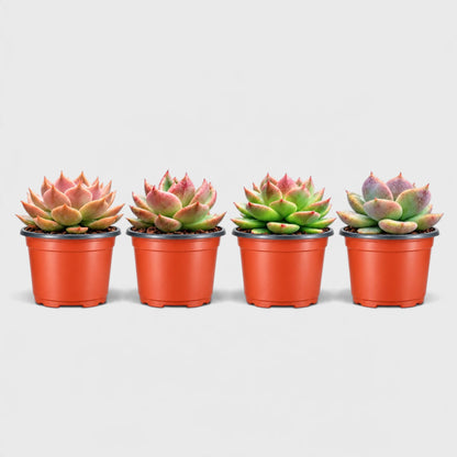 4 Colourful Echeveria Hybrid Succulent Collection – Set of 4
