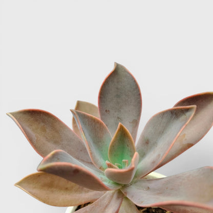 Graptoveria 'Fred Ives' – Color-Changing Rosette Succulent Indoor Plant