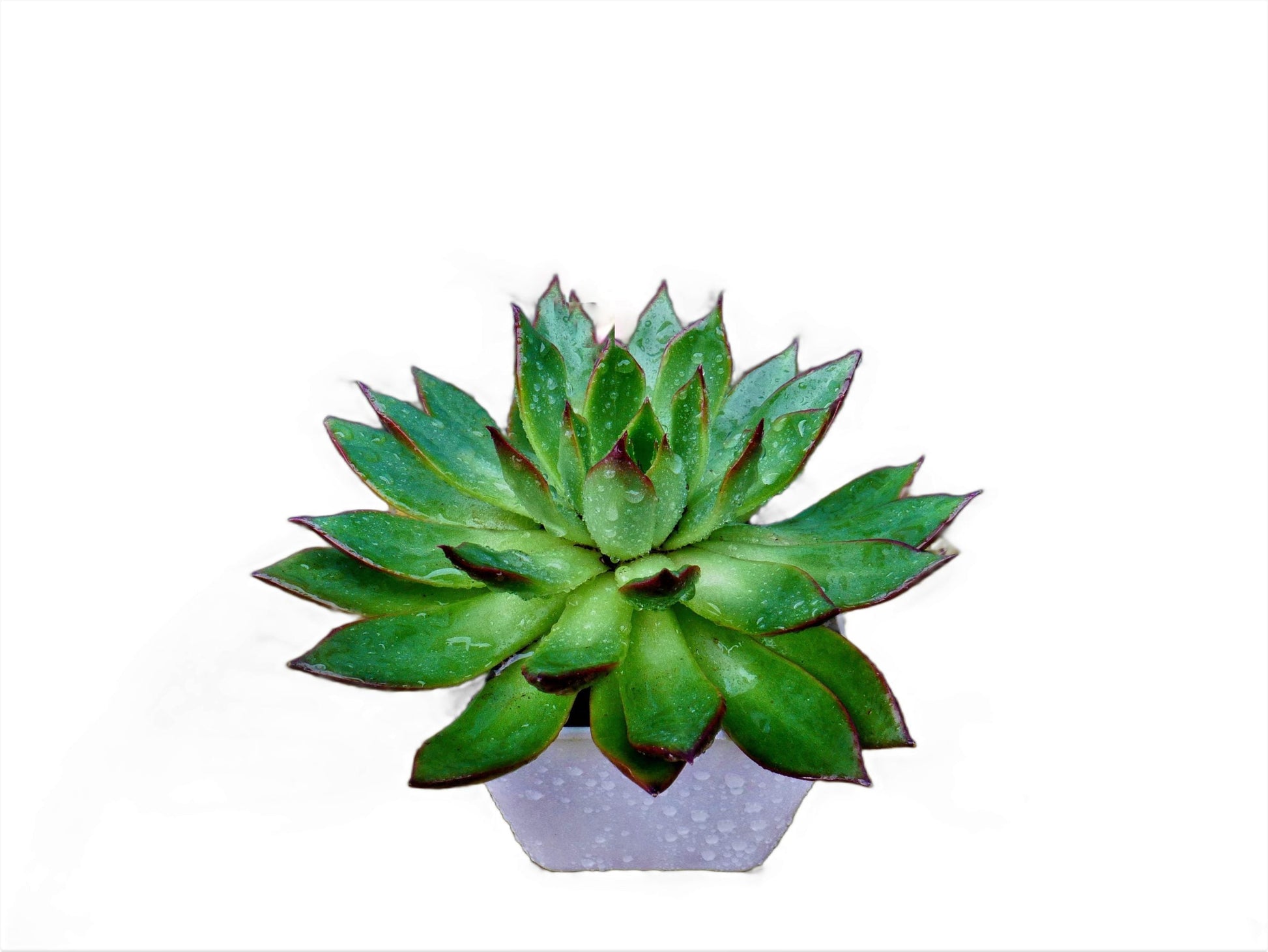 Frek Big Size Echeveria Rubra Succulent Plant - My Store