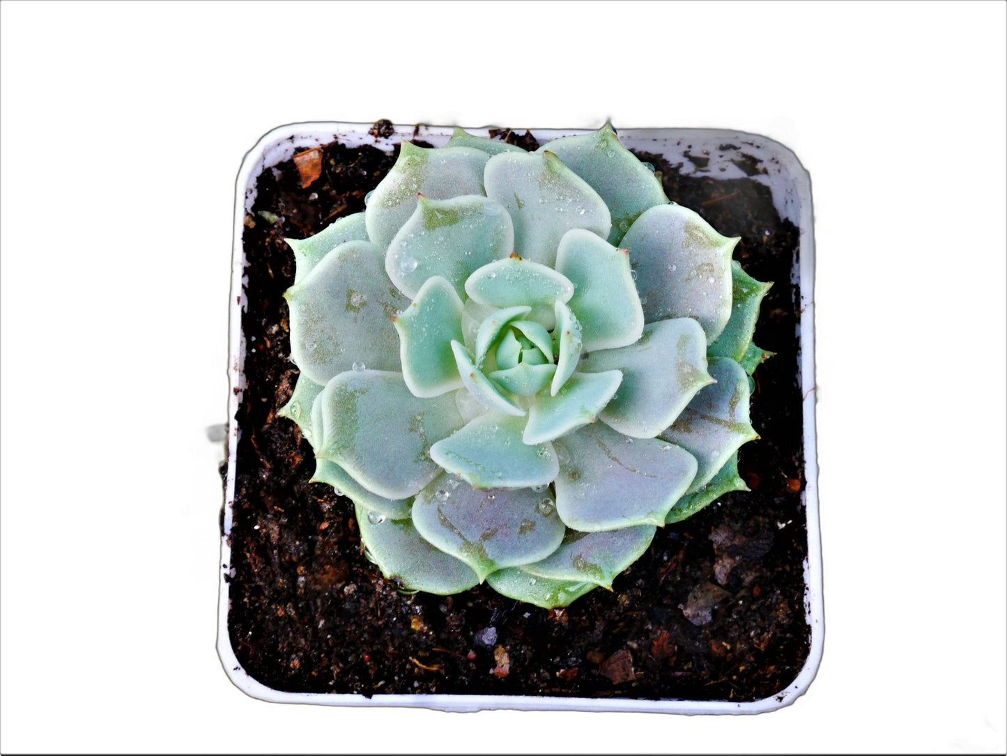 Frek - Echeveria Lola Succulent Live Plant - My Store