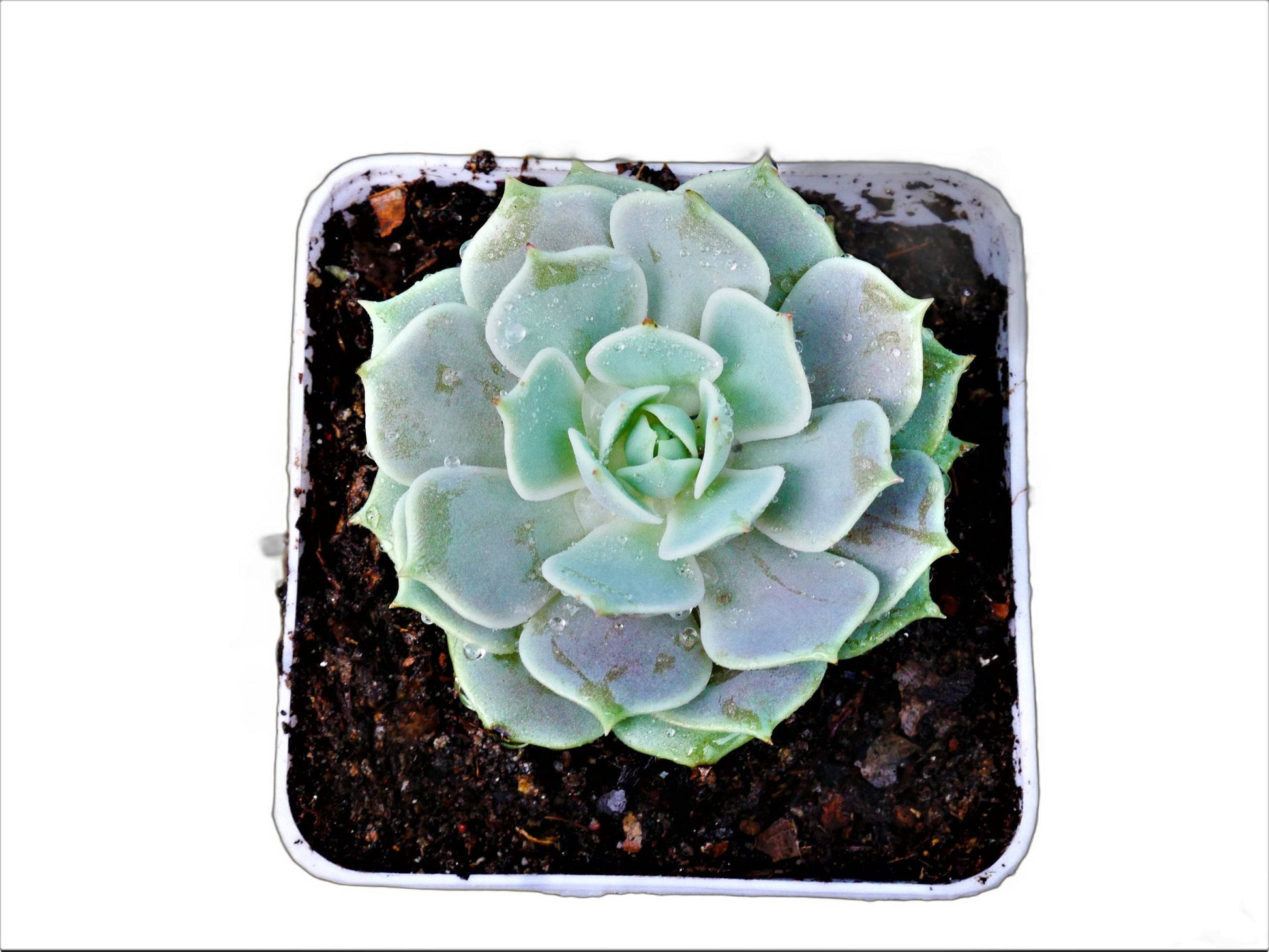 Frek - Echeveria Lola Succulent Live Plant - My Store