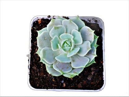 Frek - Echeveria Lola Succulent Live Plant - My Store