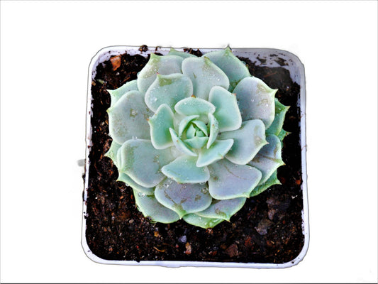 Frek - Echeveria Lola Succulent Live Plant - My Store