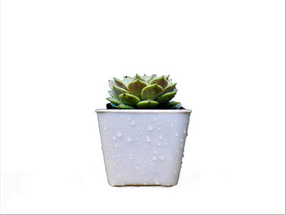 Frek - Echeveria Lola Succulent Live Plant - My Store
