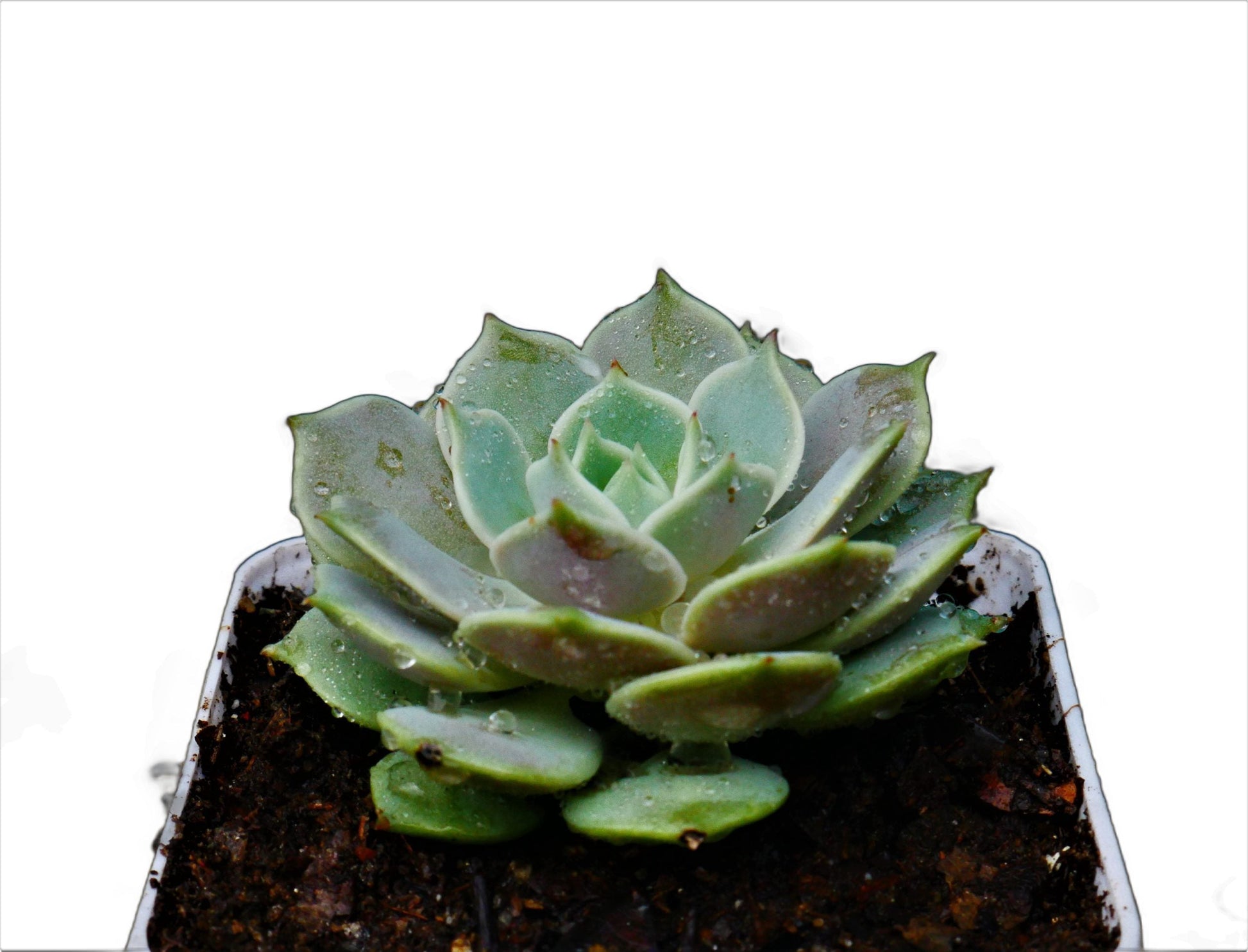 Frek - Echeveria Lola Succulent Live Plant - My Store