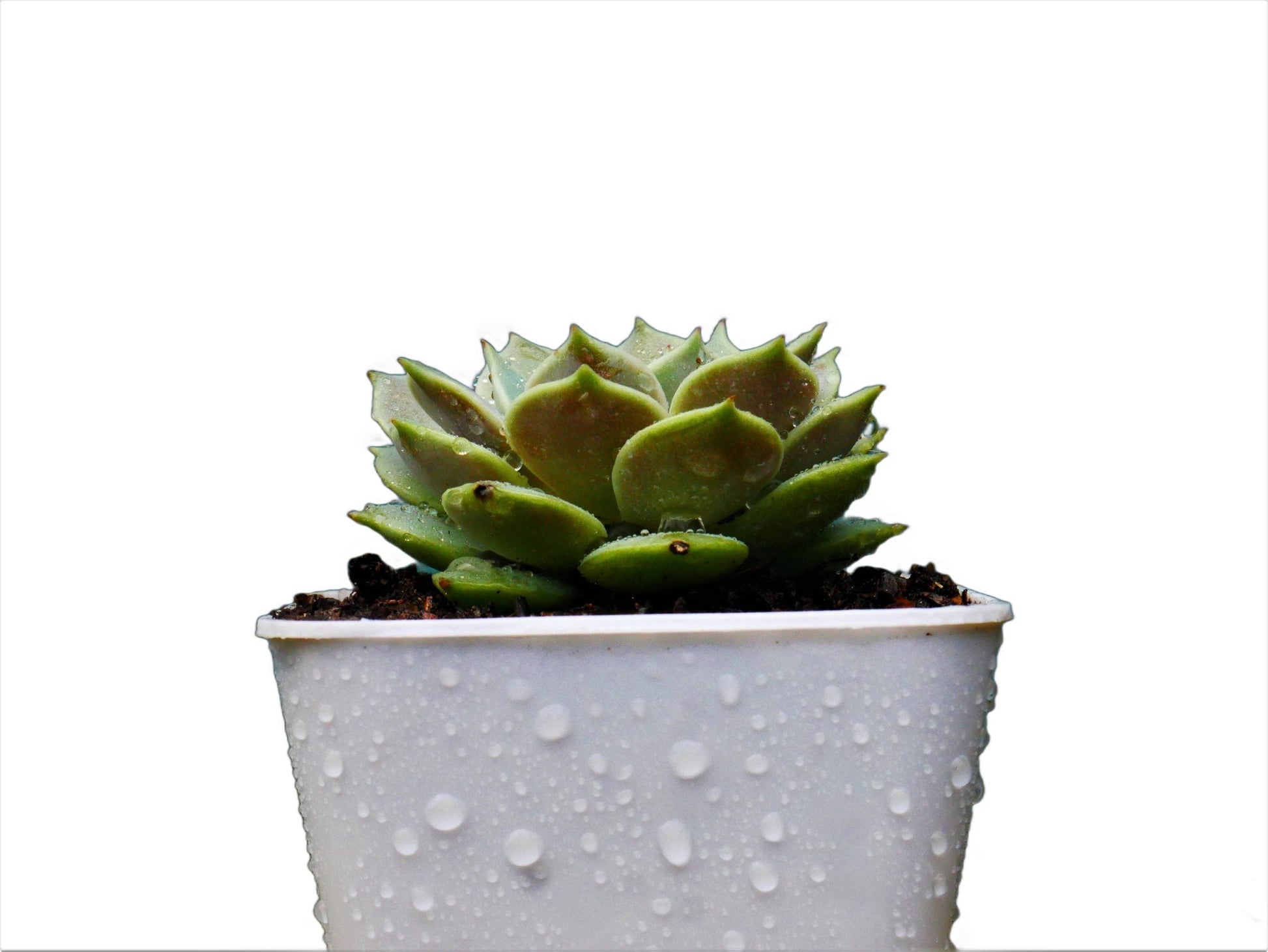 Frek - Echeveria Lola Succulent Live Plant - My Store