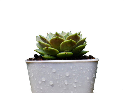 Frek - Echeveria Lola Succulent Live Plant - My Store